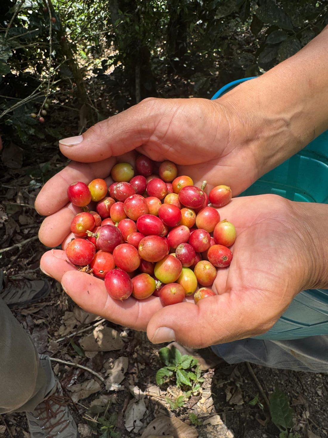 On the Ground Update Feb 2026: Pre-financing Coffee in Bolivia