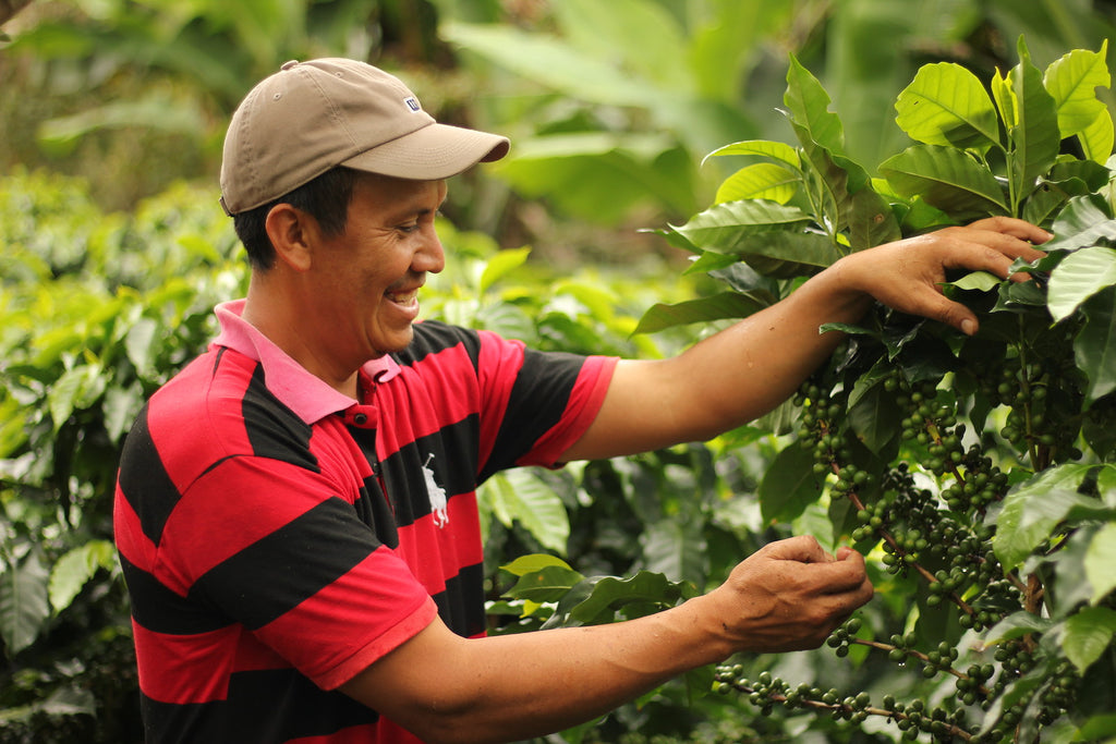 Farmer Feature: Eraldo Garcia of COMSA