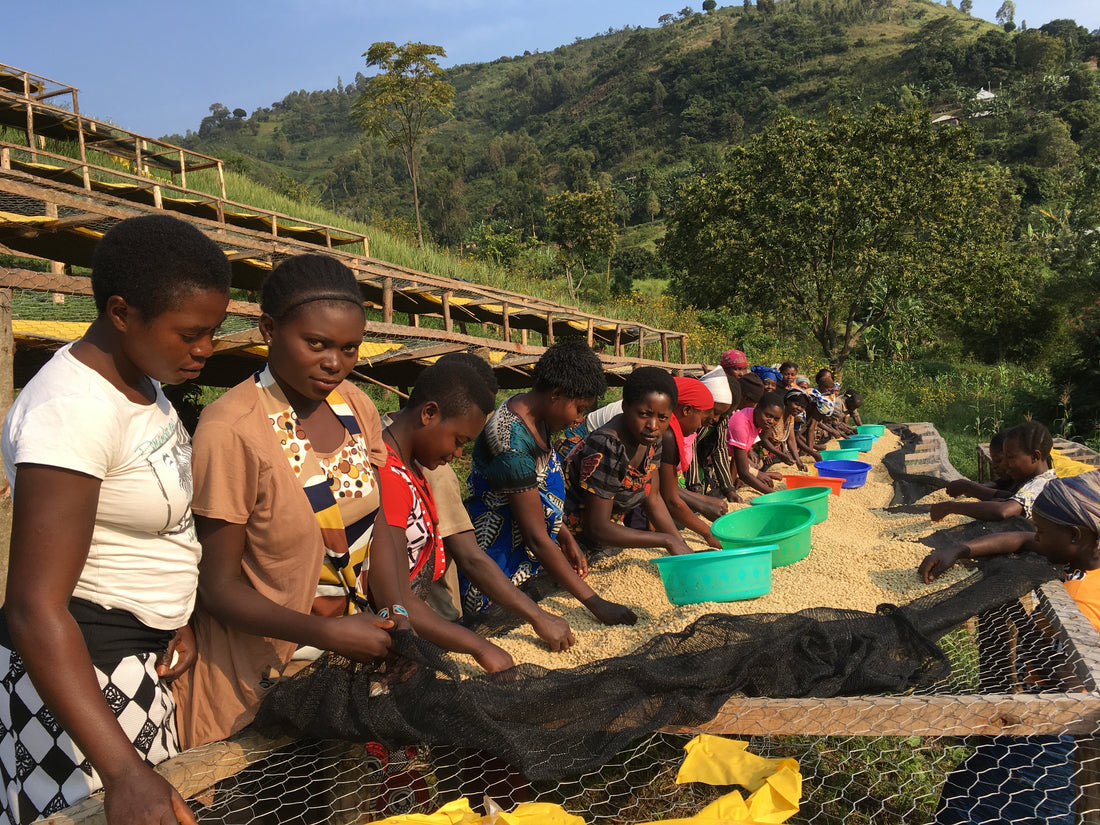 Women Coffee Famers at Buchiro washing station in DRC