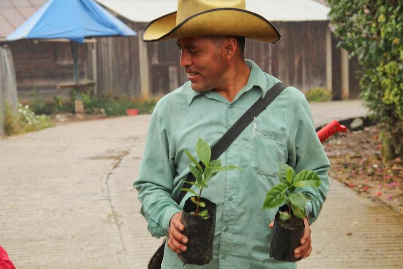 Growing Organic Coffee in Chenalho, Chiapas, Mexico