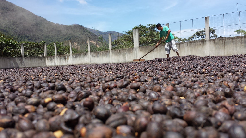 Natural Process Coffee: Good for the World and Tasty for Us
